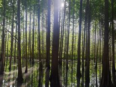 -桤木河湿地公园