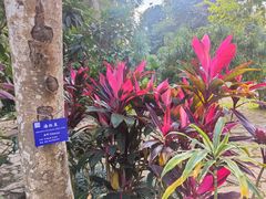 -中国科学院西双版纳热带植物园