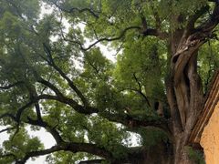-杨家堂村