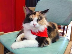 -猫色咖啡·猫咖