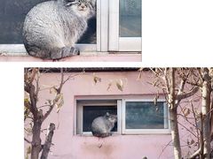 -青藏高原野生动物园