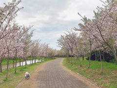 -上海海湾国家森林公园