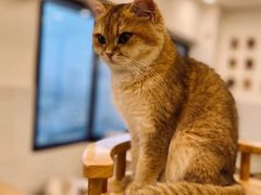 -有喵·猫咖·狗咖·40+猫狗有小奶狗(岗厦店)