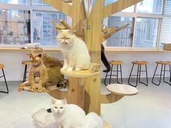 -Heymao猫咖.咖啡厅(东门店)