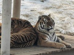 -石家庄市动物园