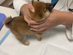 -艾贝尔宠物医院 ·中兽医·宠保定点(北门桥店)