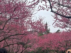 -重庆彩云湖湿地公园