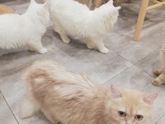 -楼上猫咖(罗湖店)