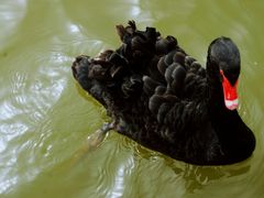 -南大港湿地风景区