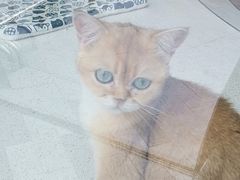 -飞行喵MR PILOT|猫舍·猫咖(静安大融城店)