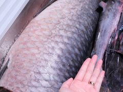 一百多斤的大鱼-老刘生态大鱼坊铁锅炖鱼(赛马场店)