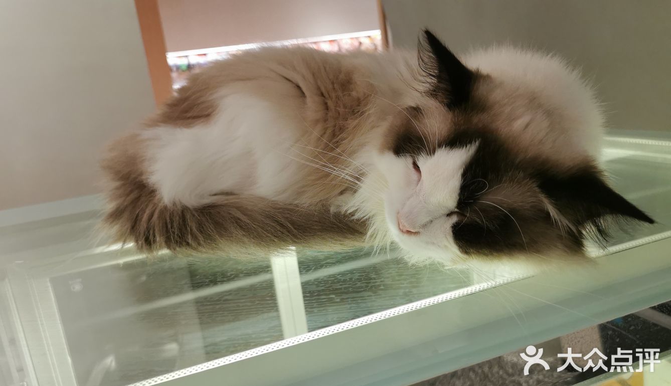 OneCat布偶猫咖~~可可爱爱,超级治愈