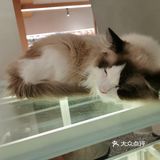 OneCat布偶猫咖~~可可爱爱,超级治愈