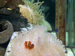 -太平洋海底世界