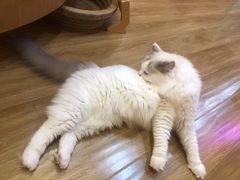 -滚猫咖啡·猫咖·猫友好撸猫(未来城店)