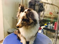 -PETKIT 小佩宠物·低压洗护·美容·寄养(安远店)