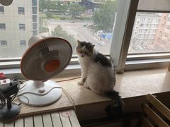-Cappucimeow猫咪咖啡馆(韦伯时代店)