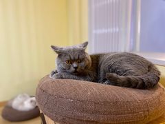 -Meowの猫咖(万家丽店)