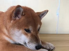 -柴犬高等学院·狗咖·柴犬售卖·宠物训练
