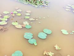 -大湾区中央湿地公园