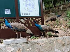 -南京老山国家森林公园