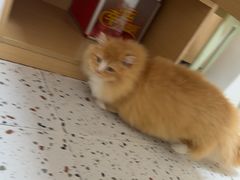 -瑞派康怡24h宠物医院·犬猫医疗中心·微创绝育(瑞景分院)