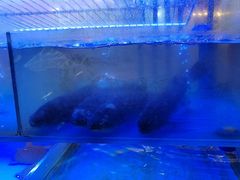 -小桥衢州人家·海鲜烧烤·盱眙龙虾(万达水街店)