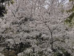 -苏州上方山国家森林公园