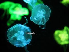 -珠海长隆海洋王国