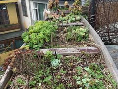 -喵屿·大理花园猫咖