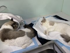 -达爱动物医院·犬猫分区·CT·复杂眼科(远洋山水分院)