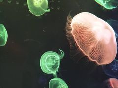 -海合安武汉极地海洋公园