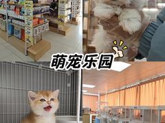 -翊宠yipet猫狗购宠庄园犬舍•猫舍
