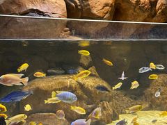 -上海海洋水族馆