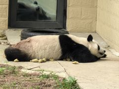 -石家庄市动物园