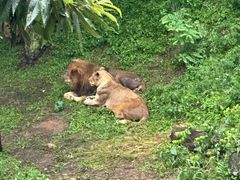 -大连森林动物园