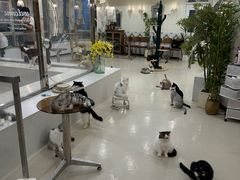 -共舞时光猫咖·狗咖(新街口店)