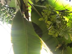 -呀路古热带植物园