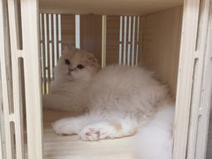 -猫和宫(六道口店)