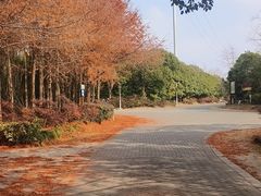 -上海海湾国家森林公园