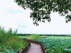 -荷塘月色湿地公园·向阳花洲