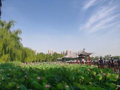 -莲花池公园