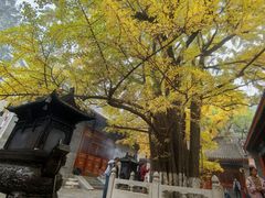 -喜剧部落脱口秀(三里屯店)