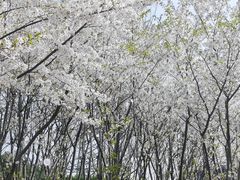 -外高桥保税区南(地铁站)