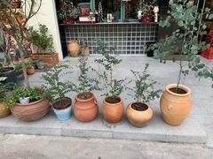 -尤加利咖啡馆