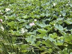 -昆山城市生态森林公园