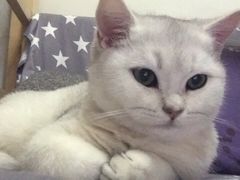 -宠爱国际动物医院·消化内科·心肾内科·ISFM猫友好(望京店)