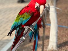 -北京野生动物园