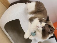 -猫在这儿猫咪咖啡馆·撸猫馆