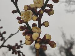 -无锡梅园公园
